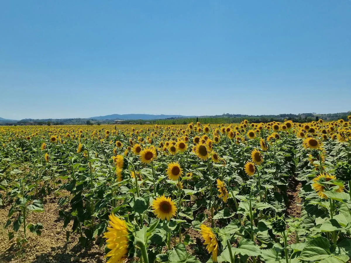 Campsite Chalet 4 Or 6 Persons Toscana Viareggio Camping Bosco Verde Italie Torre del Lago Puccini